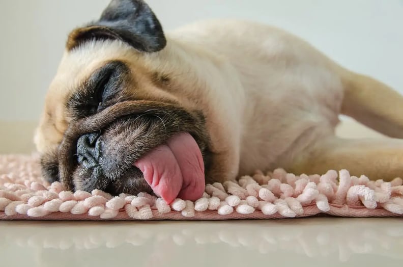 Dogs sleeping with tongue sale out